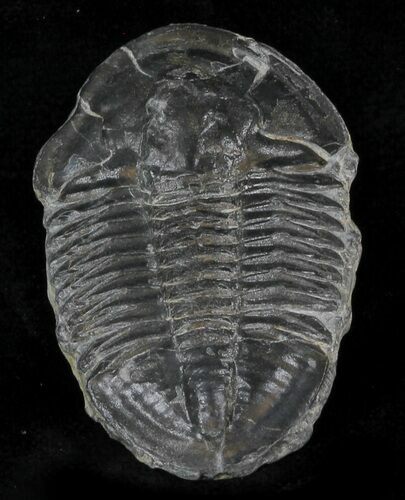 Asaphiscus Trilobite On Calcite Wafer - Utah #32767